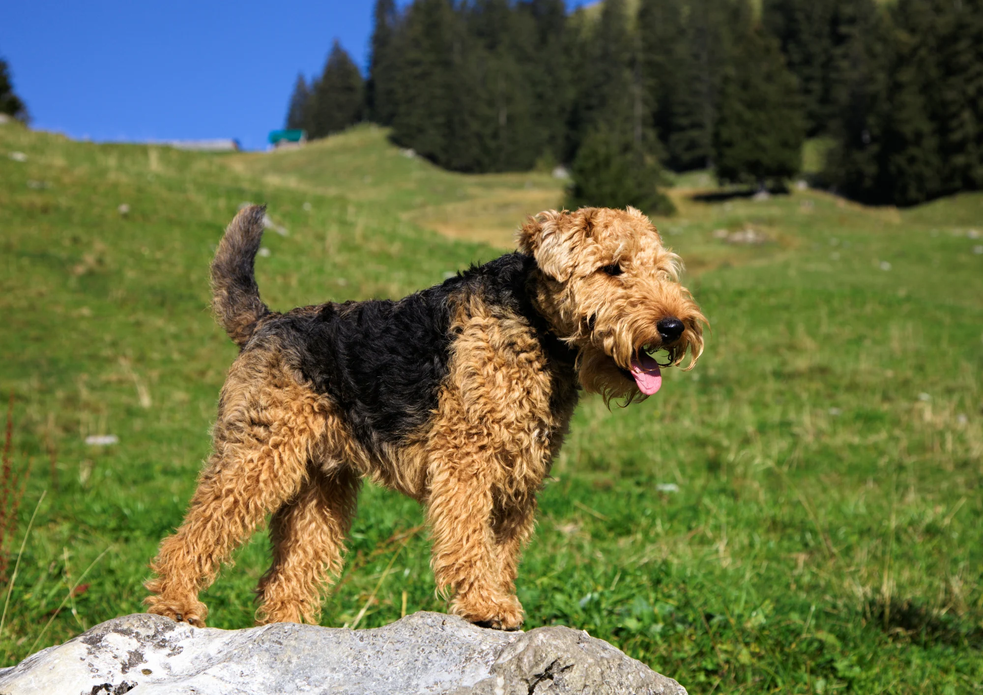 Chien de race Welsh Terrier